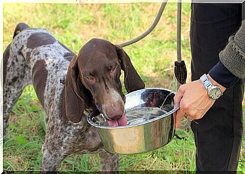 Cough in dogs - dog drinks water