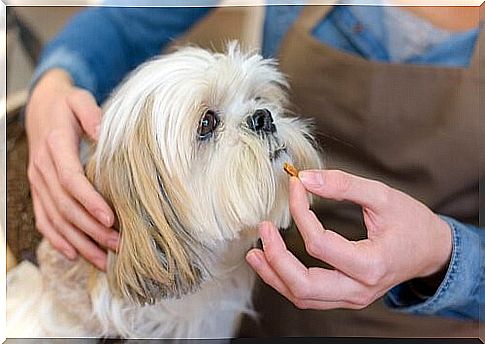 How to give medication to pets - treats