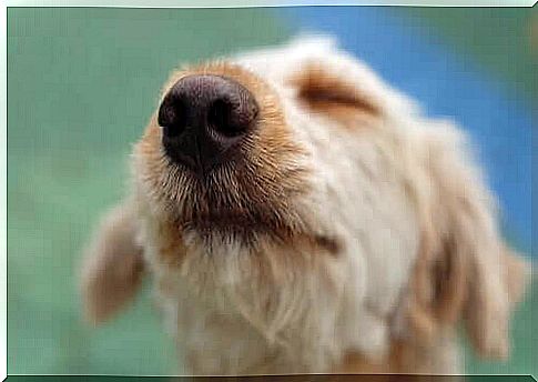 Pets during quarantine - dogs have a sense of smell