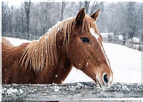 How to take care of your horse in winter