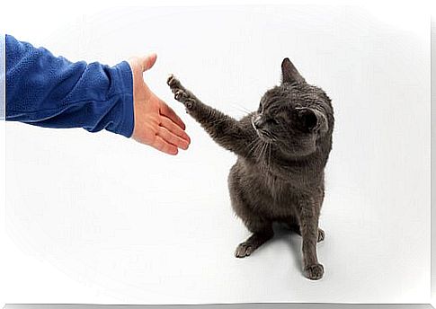 How to teach your cat tricks - shake hands