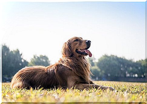 How you can tell from the chair whether your dog is healthy