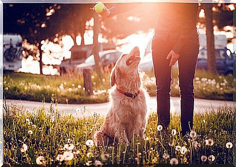 Check your dog's stool