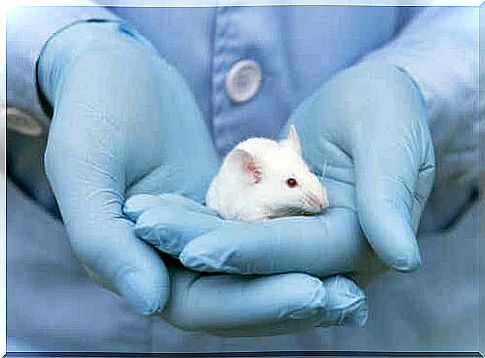 Researchers have already created specific inbred mice