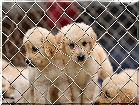 Pet behind bars