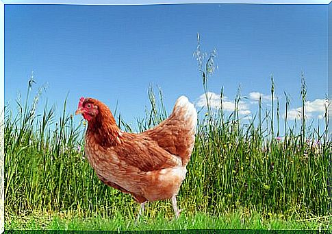 The quality of chicken eggs depends on how they are fed.