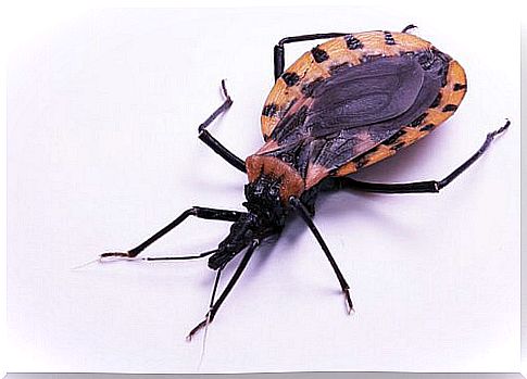 Chagas disease