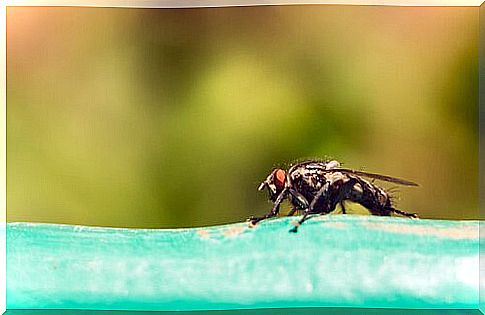 Disease vector tsetse fly