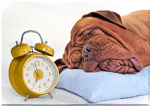 Dog sleeps next to alarm clock