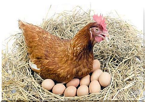 Chickens lay a lot of eggs