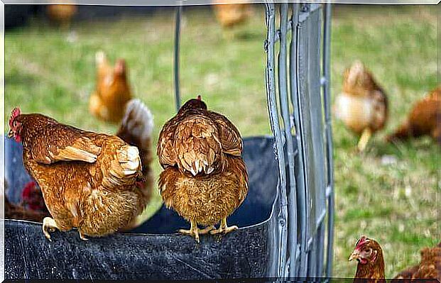 Laying hens