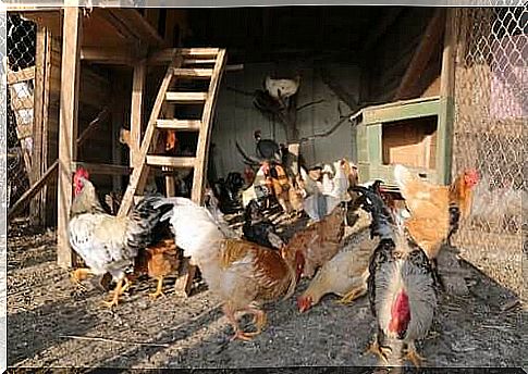 Chicken coop with an outdoor enclosure