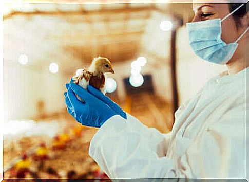 Vet examines chicks