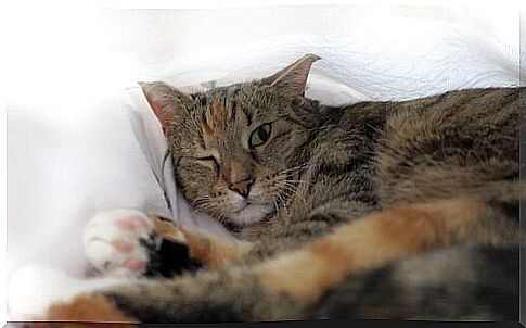 Symptoms of irisitis in cats