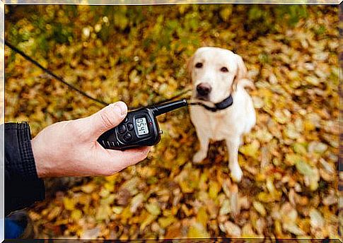 Is the bark control collar recommended?