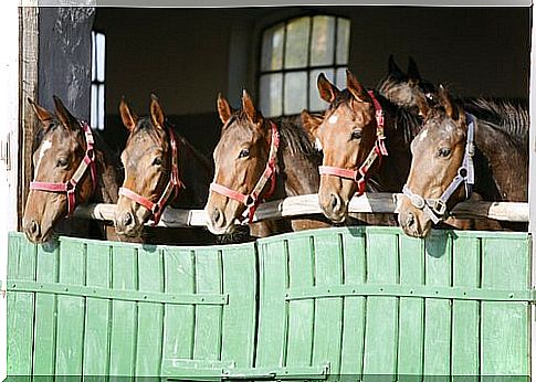 Keeping horses in a horse box or open stable?