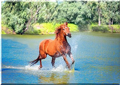 Horse box or open stable: movement is an important aspect.