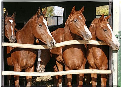 Horse box or open stable: both should be kept clean.