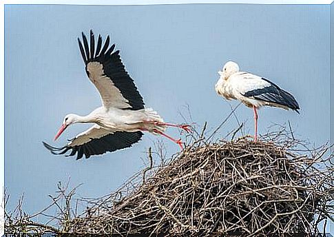 Klepetan and Malena are very well known in Croatia.