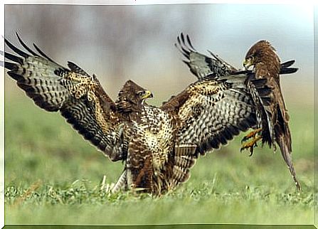 Common buzzard