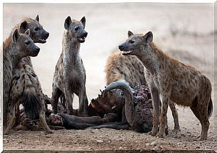 The hyena exercises kleptoparasitism