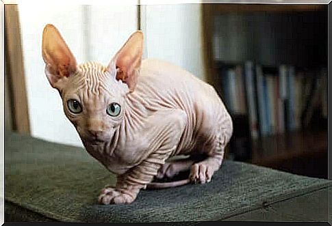 Kohana or "Hawaian Hairless" cat