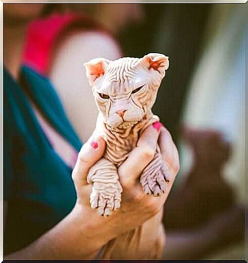 This cat looks a little grumpy and wrinkled