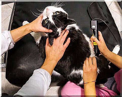 Laser Therapy For Pets: Everything You Need To Know