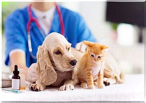 Laser therapy - Cocker Spaniel and cat at the vet