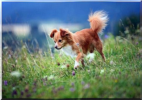 The Chihuahuas - Chihuahua on meadow