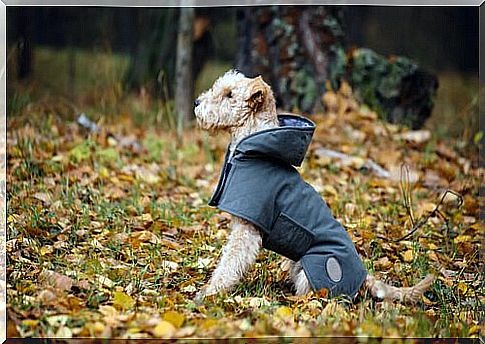 Learn how to make your dog a raincoat