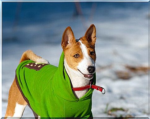 Dog with raincoat