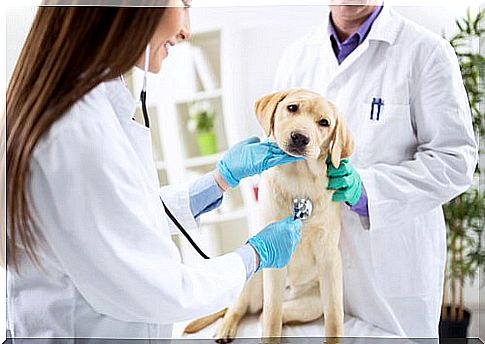 If you recognize the symptoms of parvovirus in time, you can have the animal treated by a doctor.