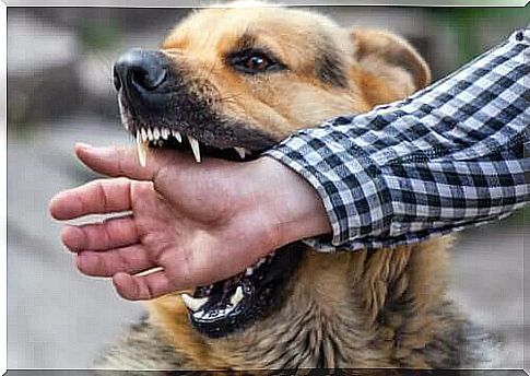 Dog attack - dog bites man