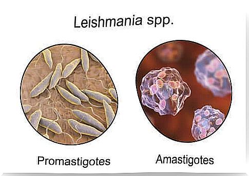 Microscopic images of the parasite