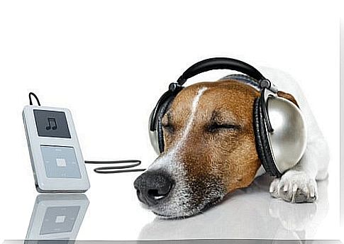 Let your dog hear "Relax My Dog"