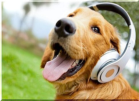 Relax My Dog - dog with headphones