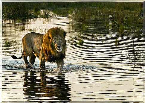 Lions from Namibia hunting in the sea