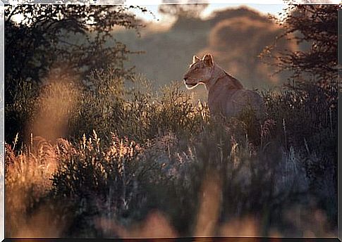 Lioness from Namibia