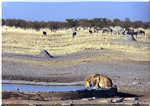 Lion in the desert