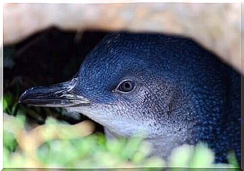 A penguin peeks shyly out of a cave