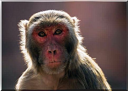 Macaques: a problem in India