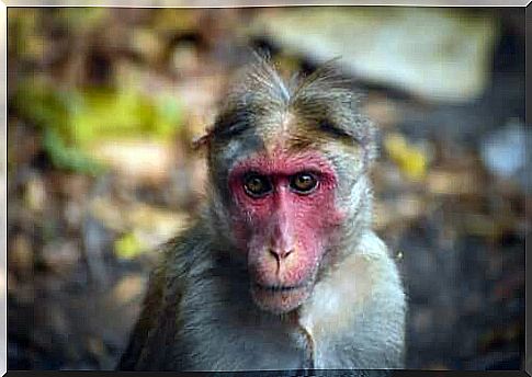 The distinctive face of a macaque