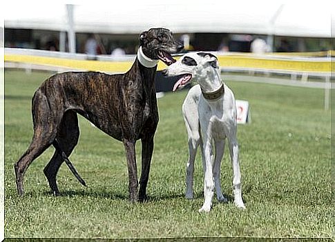 Martingale Collar - Greyhounds