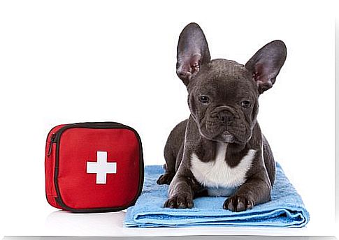 Dog with medicine cabinet