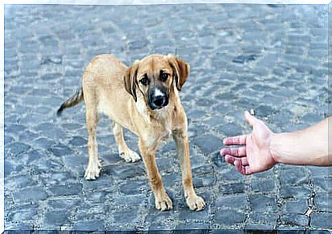 Hand reaches for street dog