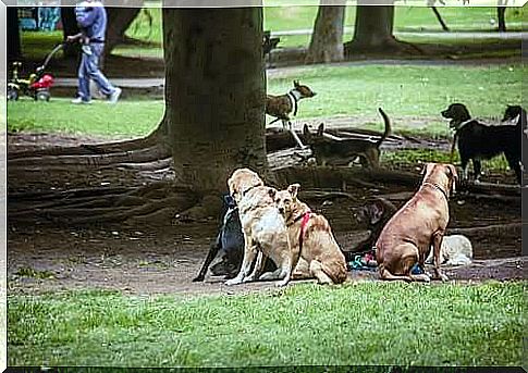 Streuner treffen sich im Stadtpark