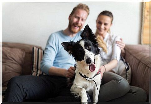 Millennials and pets: a wasteful relationship