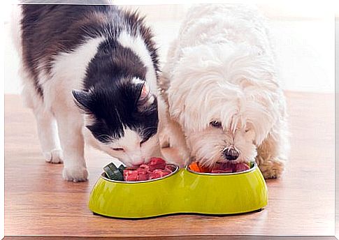 natural food for dogs and cats