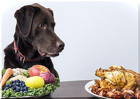 natural food for dogs: vegetables and chicken